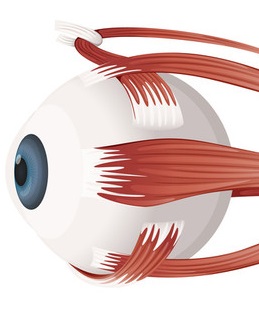 Graphik eines Auges und der umliegenden Muskelstränge