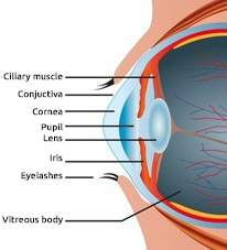Augenanatomie mit Beschriftung der einzelnen Bestandteile